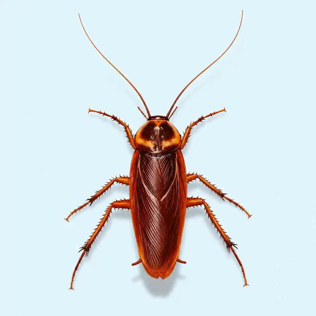 American Cockroaches