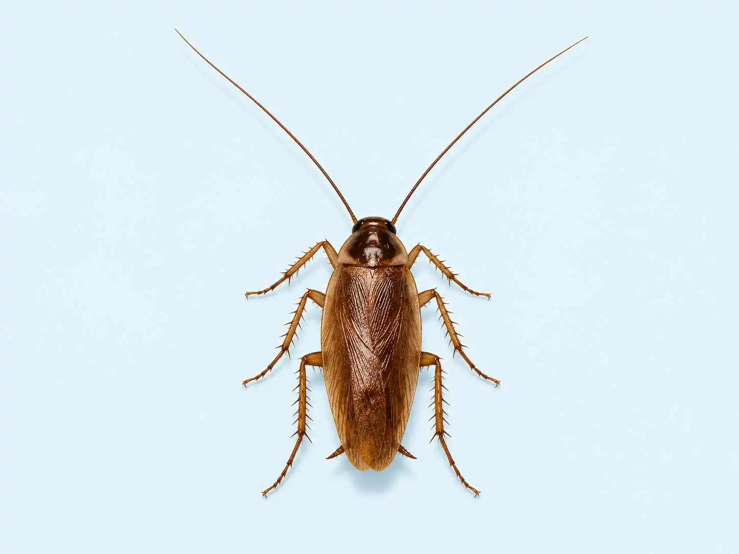 Brown-Banded Cockroaches