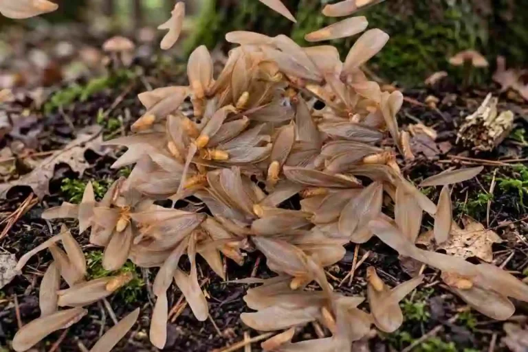 Do Termites Fly