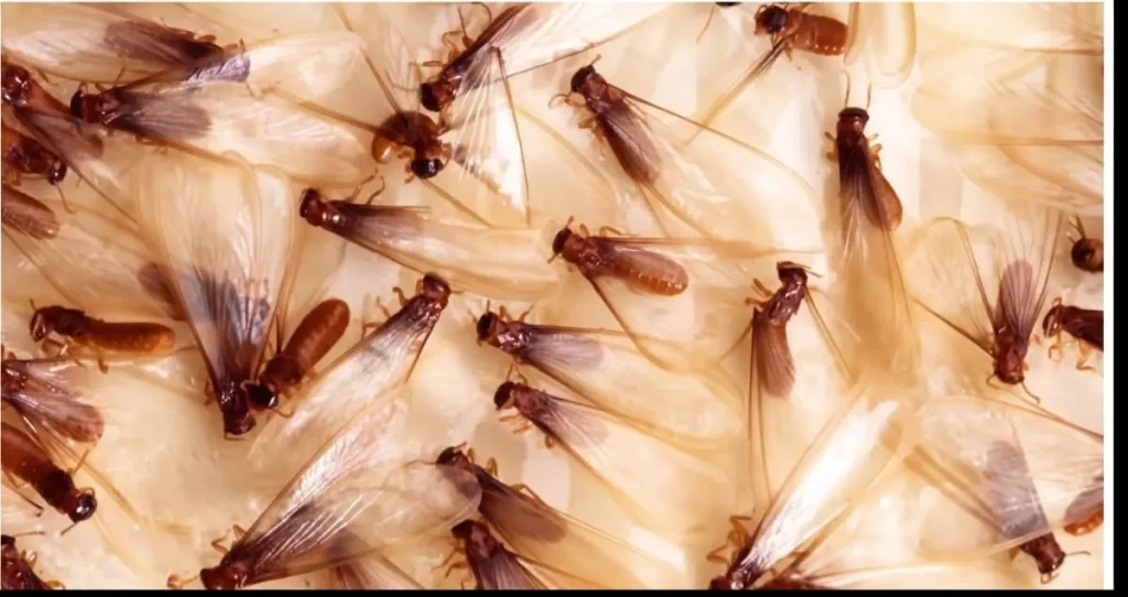 Drywood termite