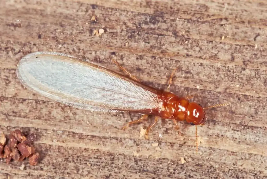 Drywood termites