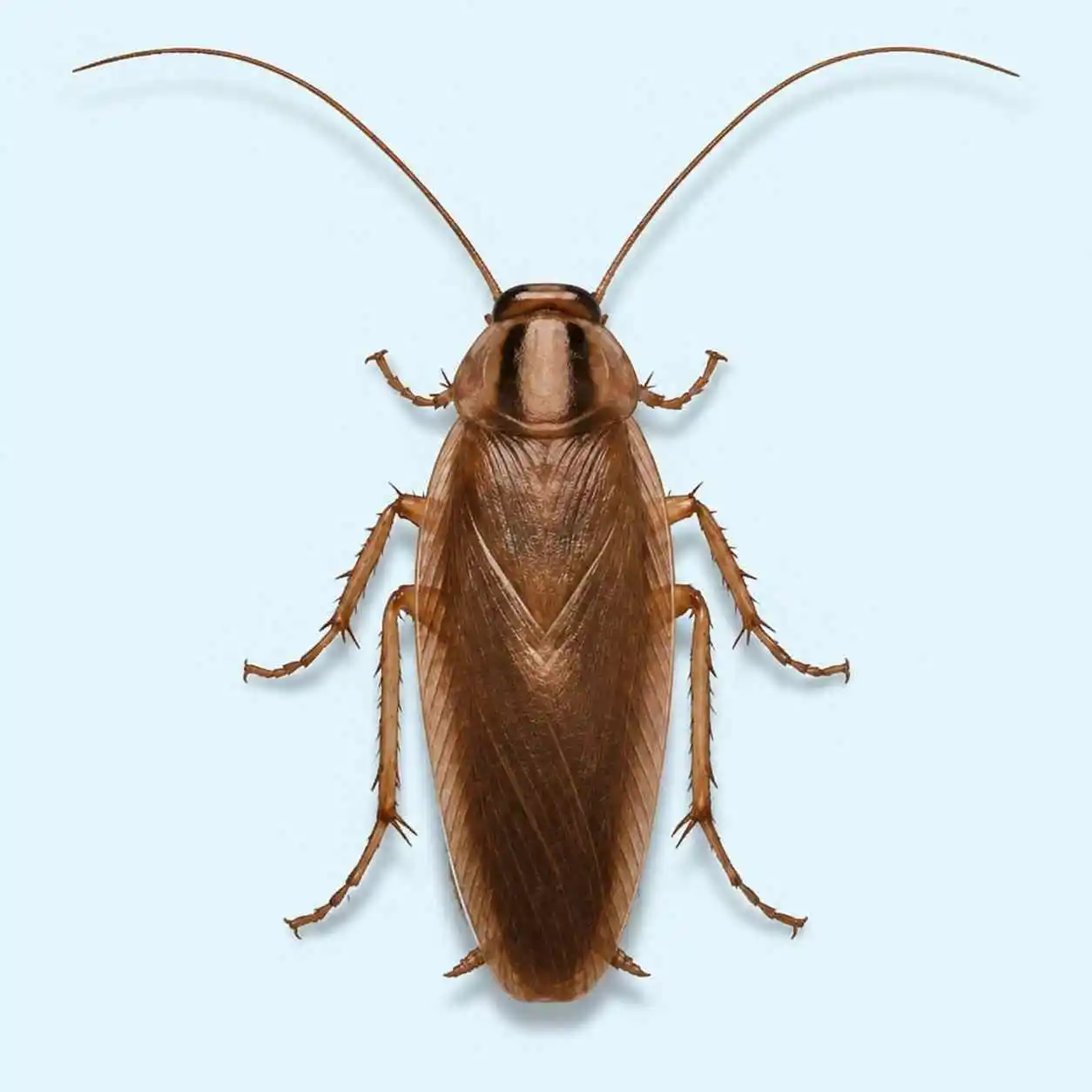 German Cockroaches