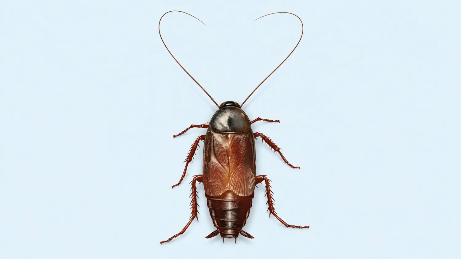 Oriental Cockroaches