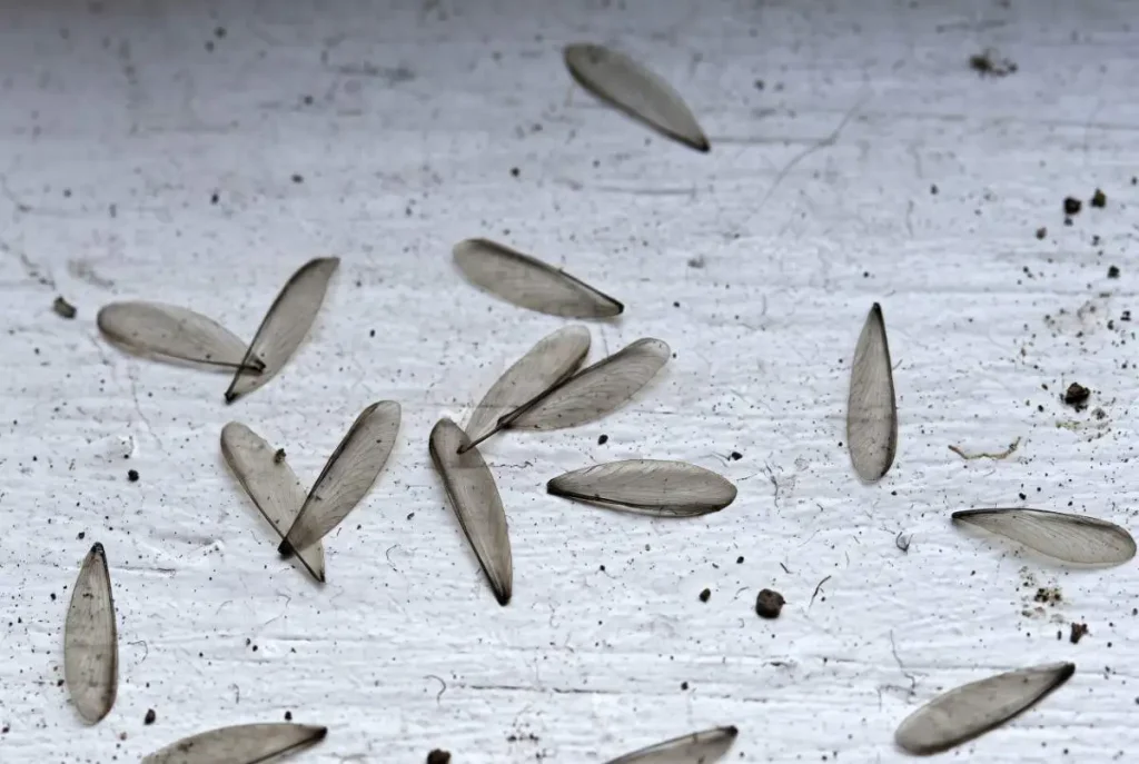 Termite Wings