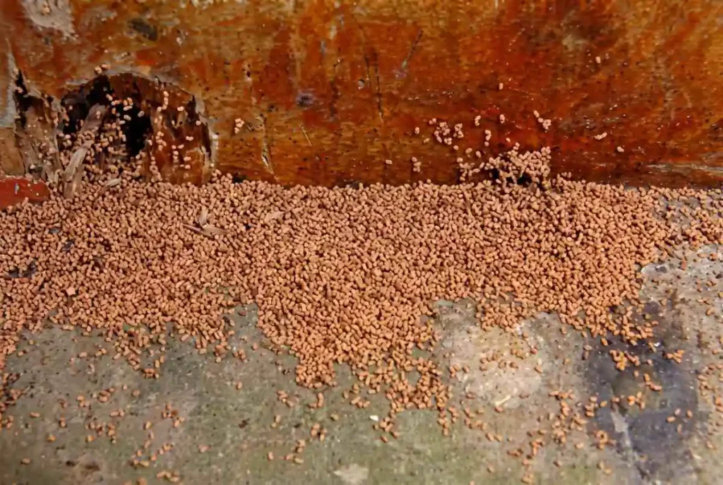 frass, termite droppings