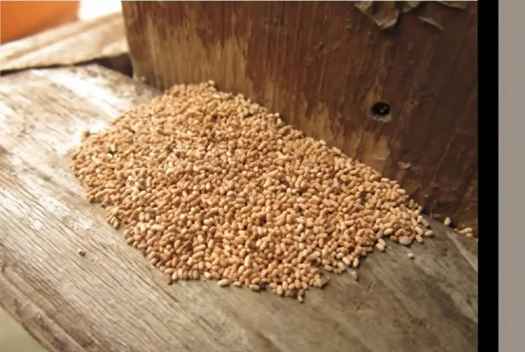 frass, termite wood droppings