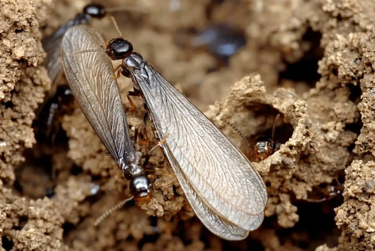 What Do Termites Look Like? Los Angeles Termite Identification Guide