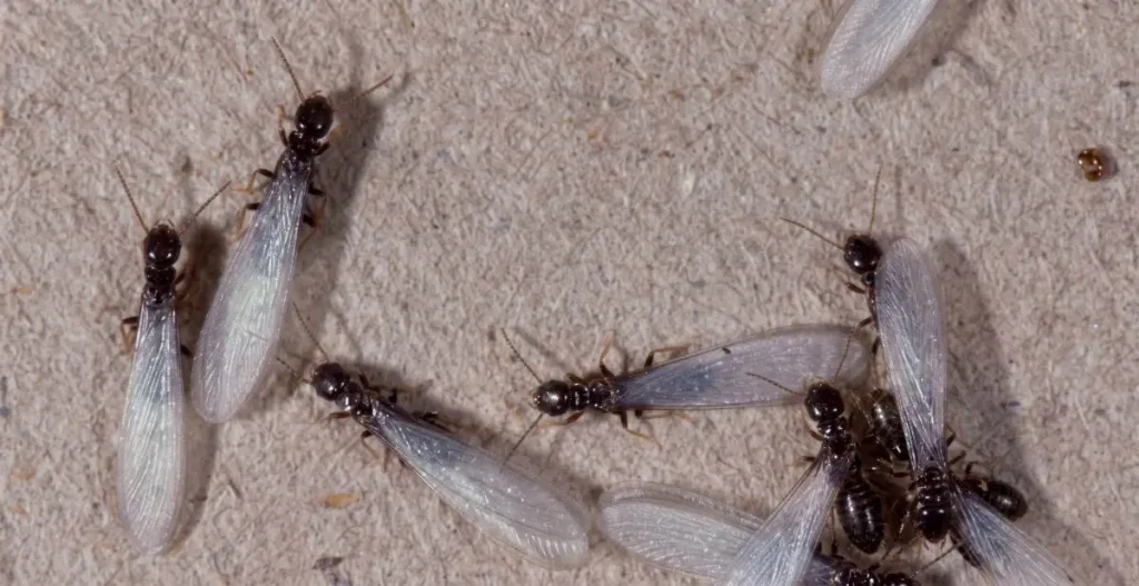 subterranean termites